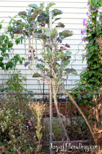 Tree Collard
