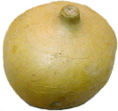 jicama