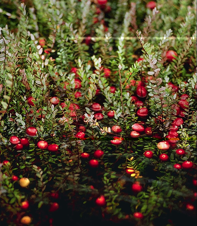 Cranberry Bog