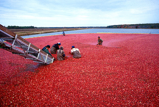 cranberry harvest