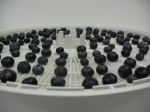 blueberries on a dryer tray