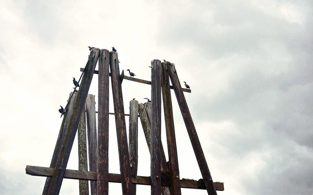 cormorants hanging out in ladysmith