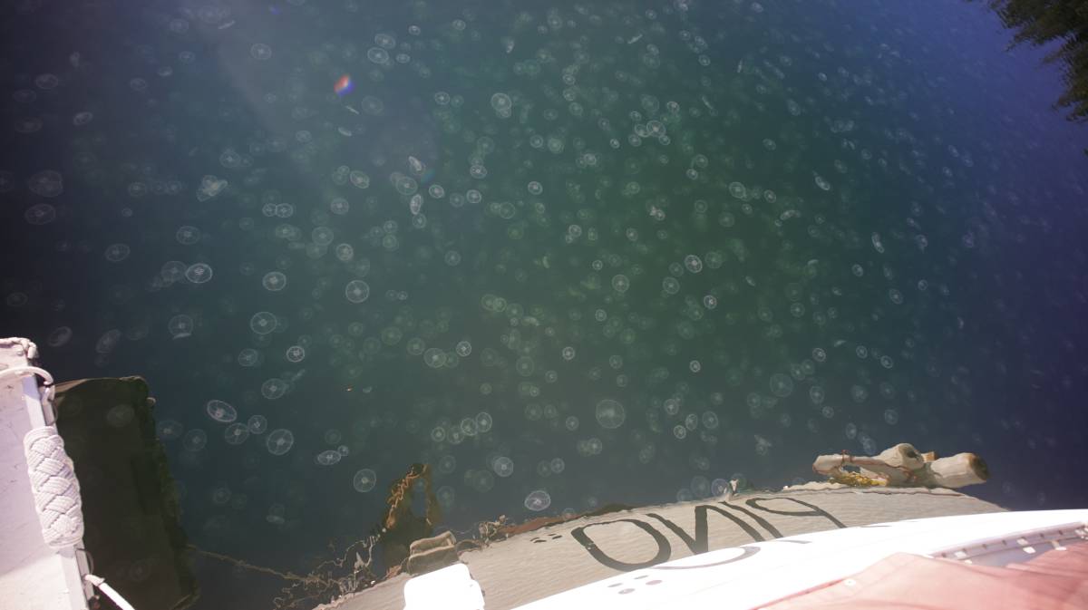 water full of moon jellyfish