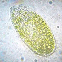A Paramecium bursaria about 100&nbsp;μm long