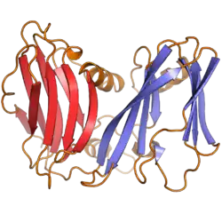 A ribbon diagram of the DJR-MCP of bacteriophage PM2, with the two jelly roll folds colored in red and blue