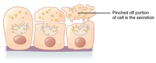 Apocrine secretion