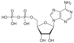 Skeletal formula of ADP
