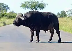 African buffalo