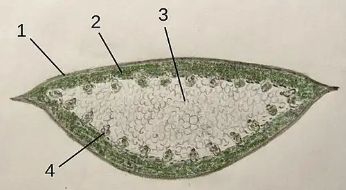 Diagram of leaf: 1&nbsp;Cuticle,&nbsp;2&nbsp;Chloroplast parenchym,&nbsp;3&nbsp;Inner tissue,&nbsp; 4&nbsp;Vascular bundles