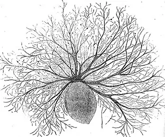 Oodinium, a genus of parasitic dinoflagellates, causes velvet disease in fish[213]