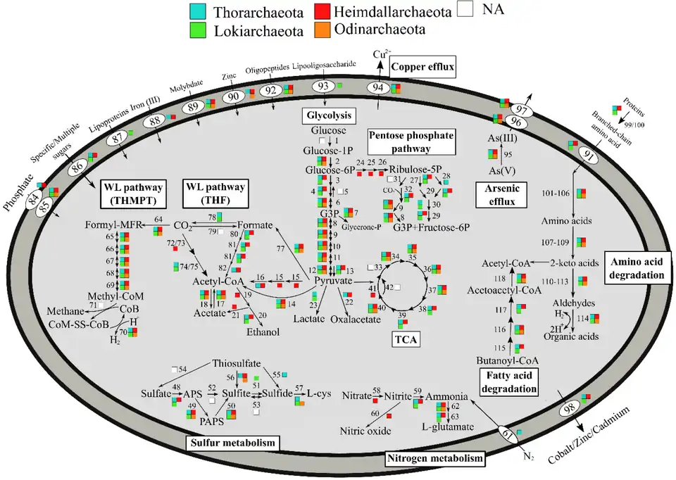 Metabolic pathways of Promethearchaeati archaea, varying by phyla[26] ("Candidatus Lokiarchaeota"=Promethearchaeota)