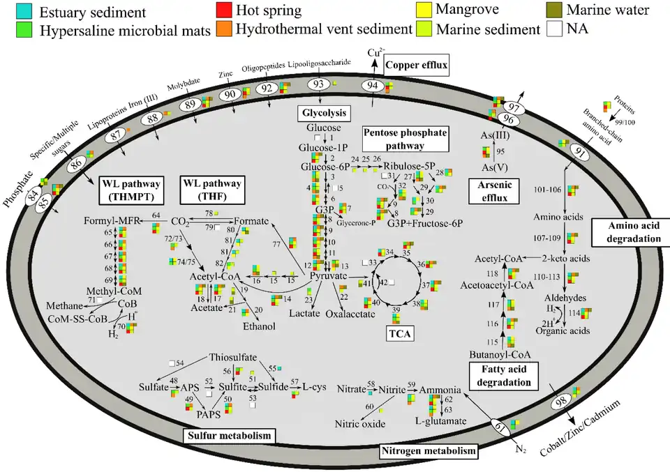 Metabolic pathways of Promethearchaeati archaea, varying by environment[26]