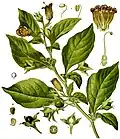 Deadly nightshade, Atropa belladonna, yields tropane alkaloids including atropine, scopolamine and hyoscyamine.[69]