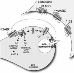 Presynaptic α2-autoreceptor and postsynaptic adrenoceptors of a noradrenergic axon terminal.