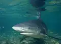 The bull shark ranks as the third most fatal in unprovoked attacks[12]