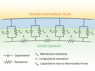 A diagram showing the resistance and capacitance across the cell membrane of an axon. The cell membrane is divided into adjacent regions, each having its own resistance and capacitance between the cytosol and extracellular fluid across the membrane. Each of these regions is in turn connected by an intracellular circuit with a resistance.