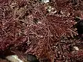Corallina officinalis, a coralline red alga