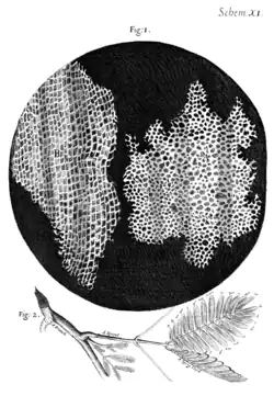 engraving of cork cells from Hooke's Micrographia, 1665