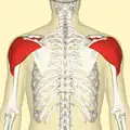 Deltoid muscle. Posterior view.