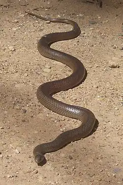 The widespread and common eastern brown snake is one of Australia's most venomous elapids. Fast moving and aggressive if threatened, it is responsible for more than half of the country's fatal bites.[39][70]