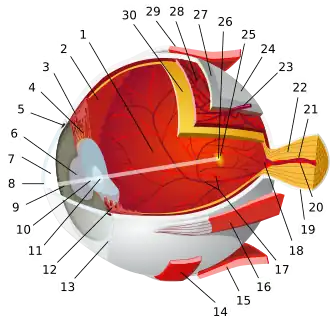 1:posterior segment 2:ora serrata 3:ciliary muscle 4:ciliary zonules 5:Schlemm's canal 6:pupil 7:anterior chamber 8:cornea 9:iris 10:lens cortex 11:lens nucleus 12:ciliary process 13:conjunctiva 14:inferior oblique muscule 15:inferior rectus muscule 16:medial rectus muscle 17:retinal arteries and veins 18:optic disc 19:dura mater 20:central retinal artery 21:central retinal vein 22:optic nerve 23:vorticose vein 24:bulbar sheath 25:macula 26:fovea 27:sclera 28:choroid 29:superior rectus muscle 30:retina