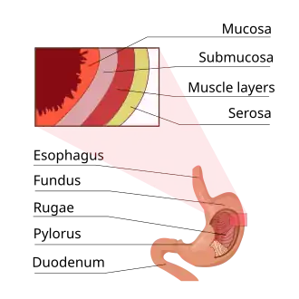 The wall of the stomach.