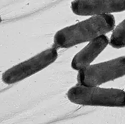 Microscope image of Glaciimonas frigoris