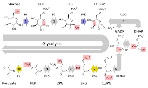Schematic diagram of the glycolytic metabolic pathway starting with glucose and ending with pyruvate via several intermediate chemicals. Each step in the pathway is catalyzed by a unique enzyme.
