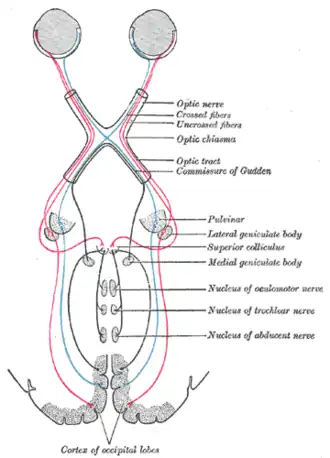 Scheme showing central connections of the optic nerves and optic tracts. (Superior colliculus visible near center.)