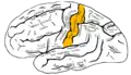 Lateral surface of left cerebral hemisphere, viewed from the side.