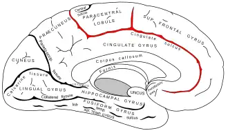 Medial surface of left cerebral hemisphere. (Cingulate sulcus shaded in red.)