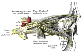 Nerves of the orbit. The frontal nerve is visible branching from the ophthalmic nerve.