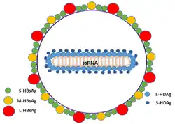 Schematic representation of the "Hepatitis delta virus" virion