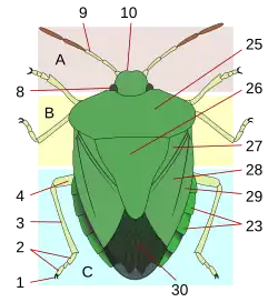 26 = Heteroptera scutellum
