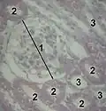 1 Glomerulus, 2 proximal tubule, 3 distal tubule