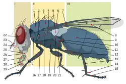 6 = Diptera scutellum
