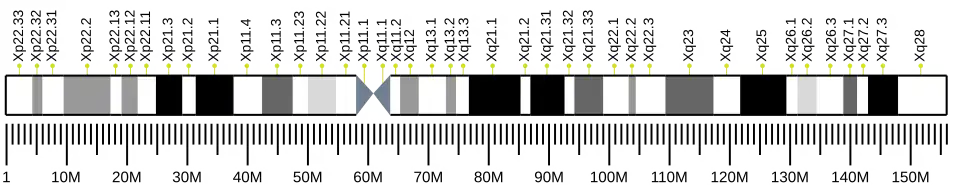 X chromosome (human)