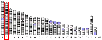 Chromosome 2 (human)