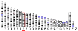 Chromosome 8 (human)