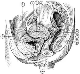 Illu female pelvis