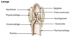 Larynx