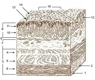Layers of stomach wall