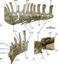 Caudal vertebrae of Ischioceratops, showing haemal arches below tail.