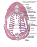 Microscopic cross section through the pharynx of a larva from an unknown lamprey species.
