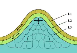A coloured illustration showing three two layers over a hump, with arrows pointing out the outer layers.