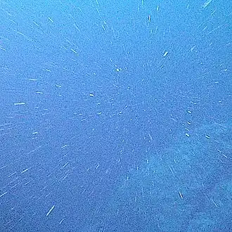 Marine snow is the shower of organic particles that falls from upper waters to the deep ocean[248] It is a major exporter of carbon.