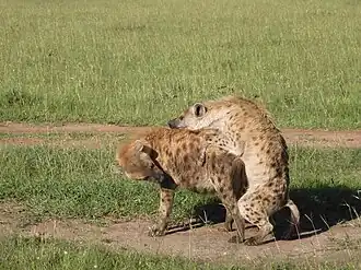 The male spotted hyena inserts his penis into the female's pseudo-penis during copulation.[8]