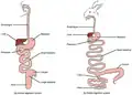 Illustration of human and rabbit cecum