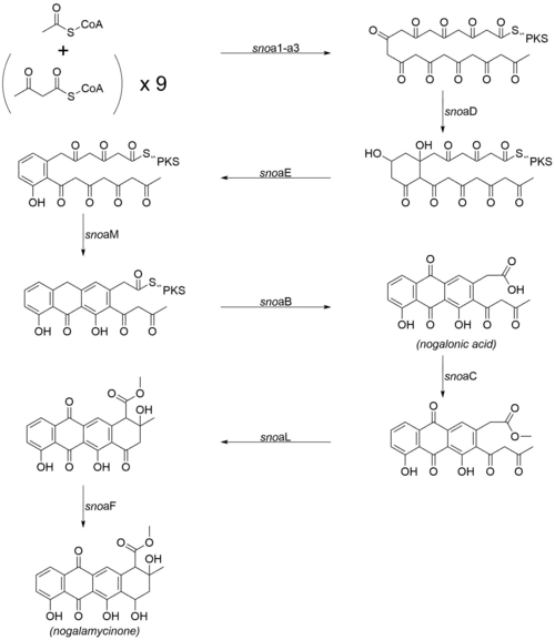Biosynthetic pathway for the aglycone core of nogalamycin.
