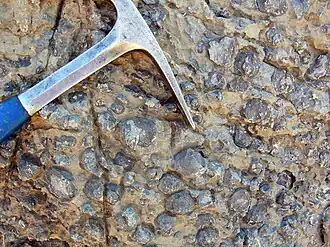 Oncolites from the Late Devonian Alamo bolide impact in Nevada